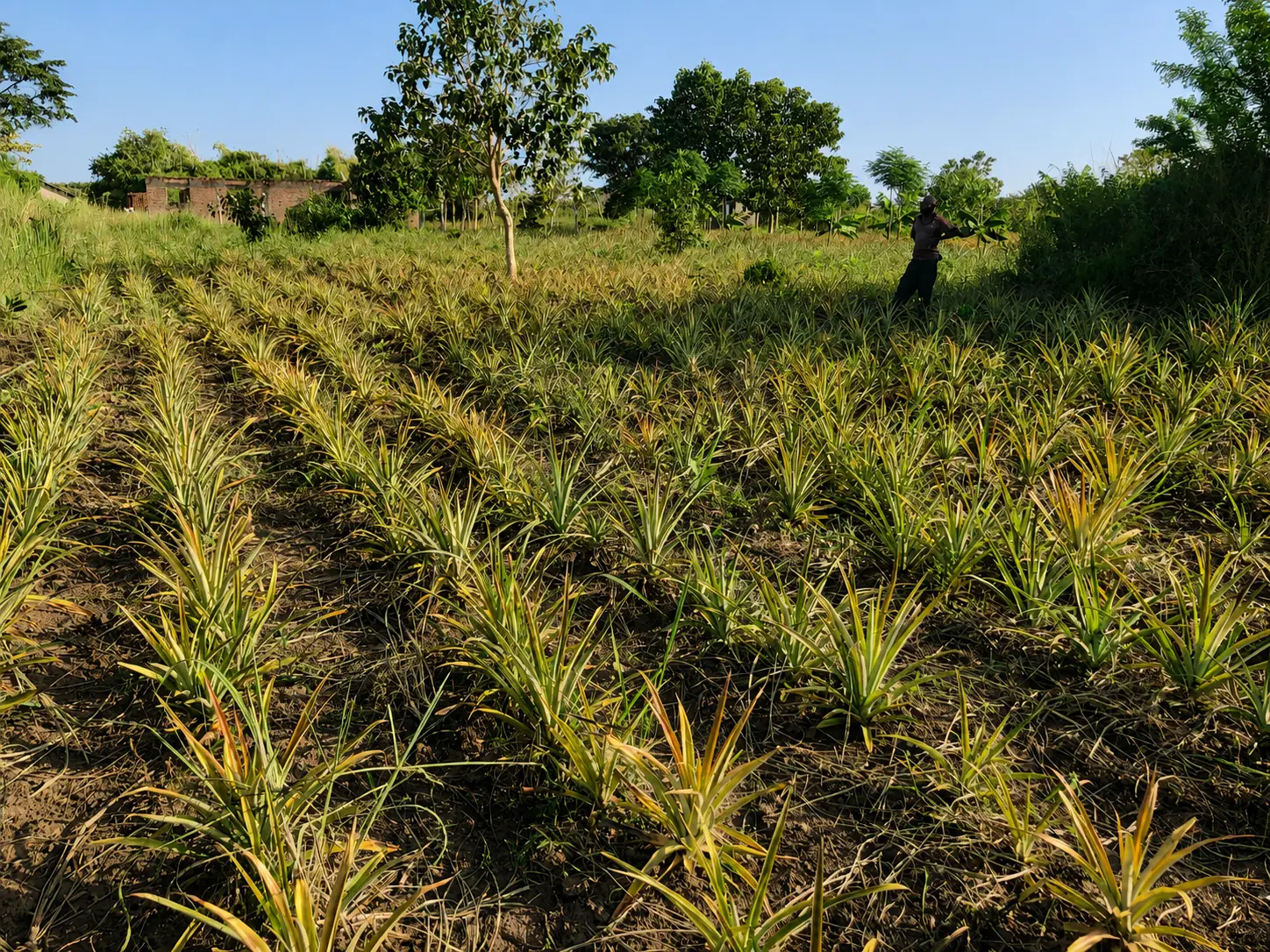 Pineapple cultivation at YWAFT's Agirigiroi Demonstration Farm