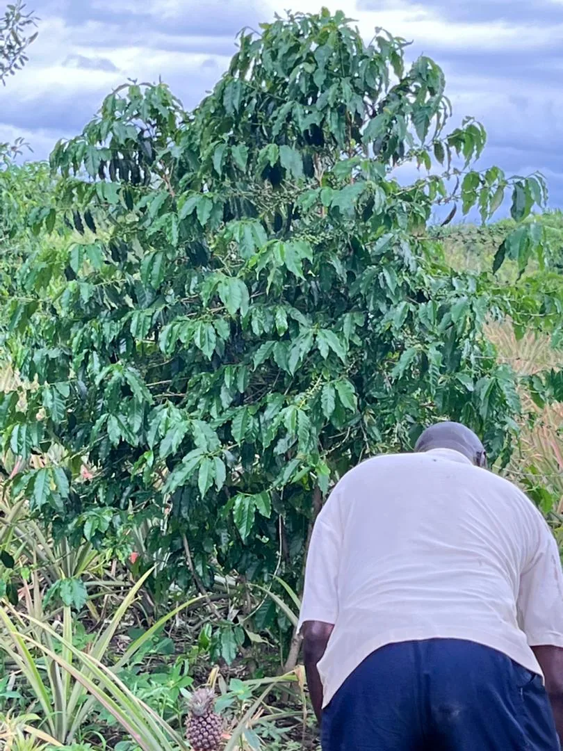 Project leadership inspecting coffee trees at the YWAFT demonstration farm