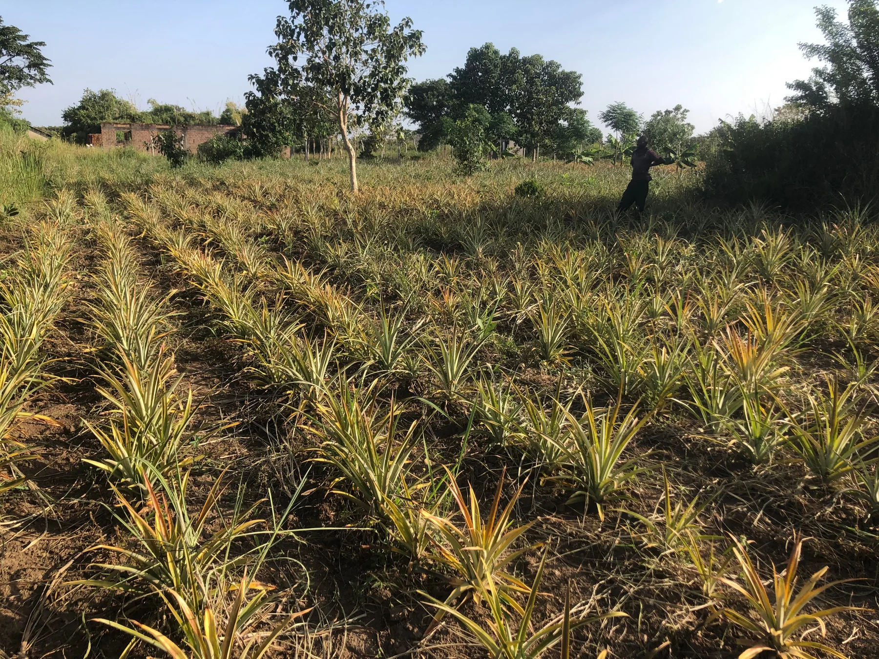 A pineapple demonstration plot supported through YWAFT climate-smart agriculture work