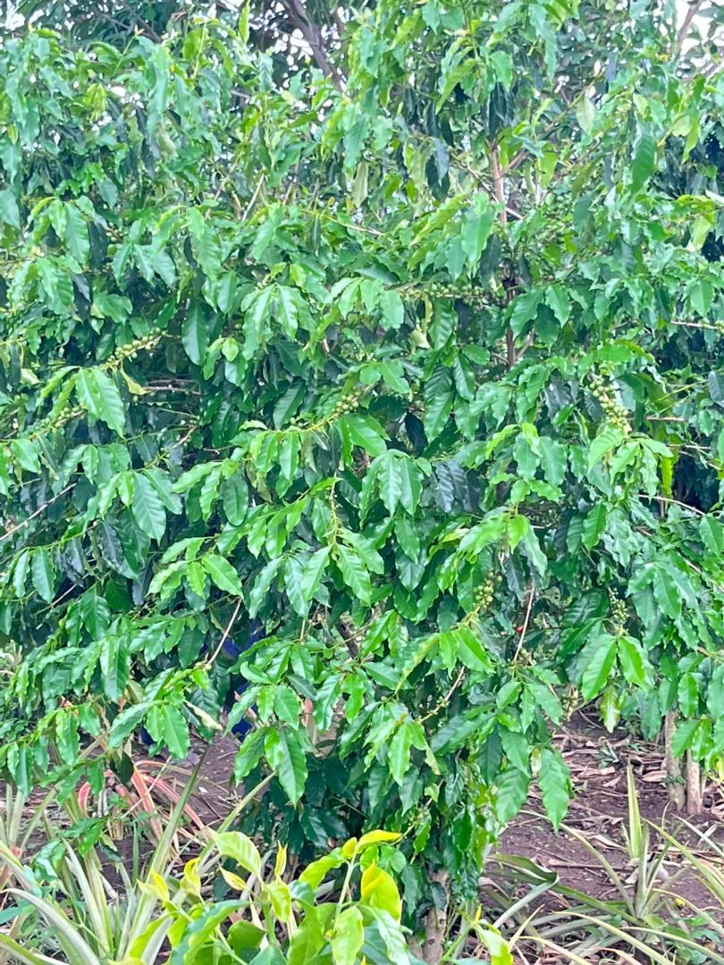 Coffee plants growing at the YWAFT demonstration farm