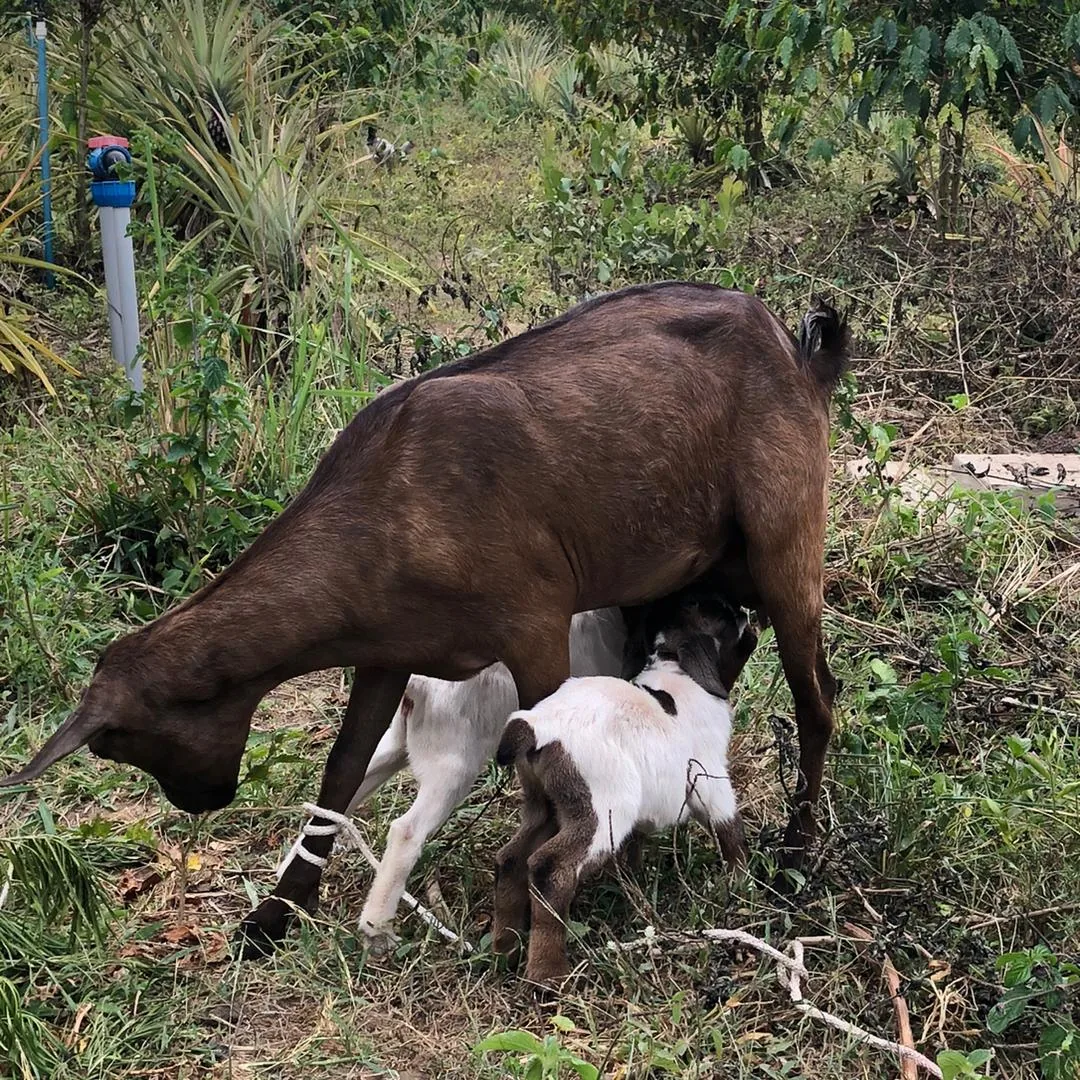 Mixed farming activities at the YWAFT demonstration farm