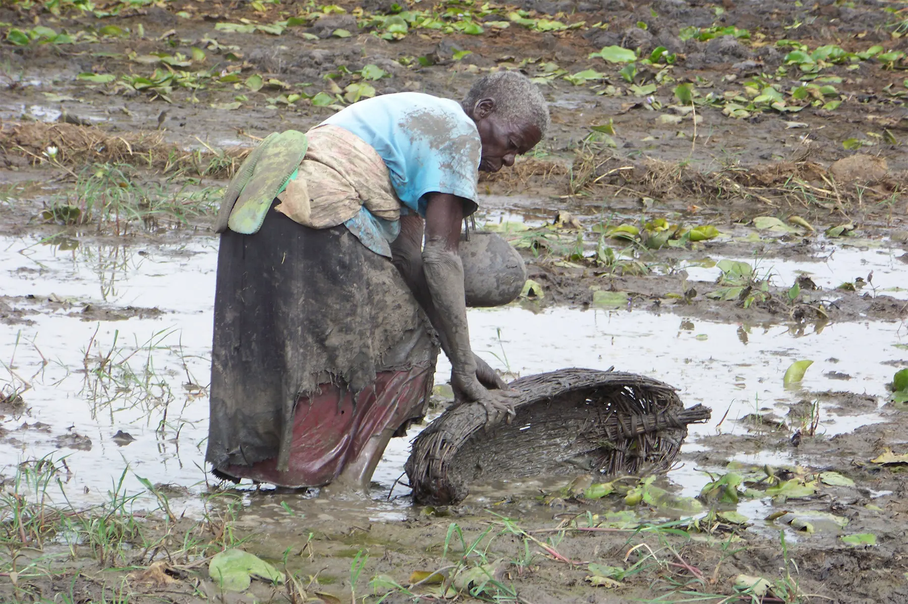 A woman works in a wetland environment affected by water and climate pressures